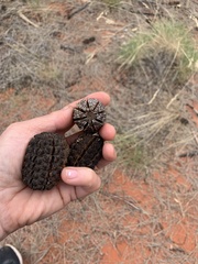 Allocasuarina decaisneana