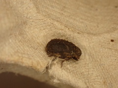 Trox scaber
