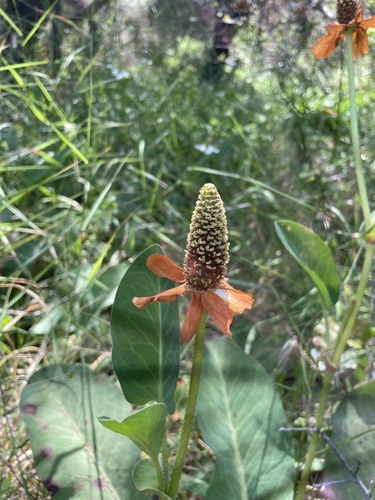 Anemopsis californica