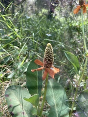 Anemopsis californica