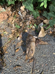 Apodemus flavicollis