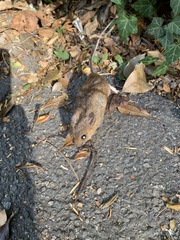 Apodemus flavicollis