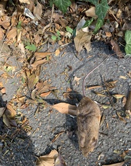 Apodemus flavicollis