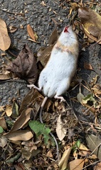 Apodemus flavicollis