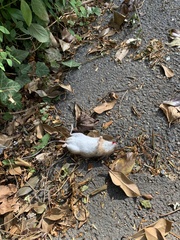 Apodemus flavicollis