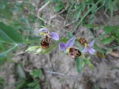 Ophrys oestrifera