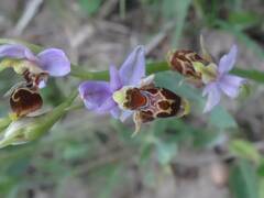 Ophrys oestrifera