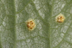 Puccinia heraclei