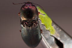 Selatosomus aeneus