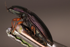 Selatosomus aeneus