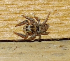 Hasarius adansoni