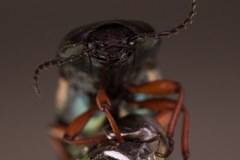Selatosomus aeneus