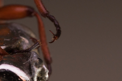Selatosomus aeneus