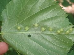Didymomyia tiliacea
