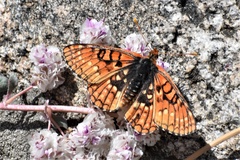 Euphydryas chalcedona sierra