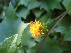 Senecio helminthioides