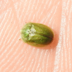 Cassida prasina