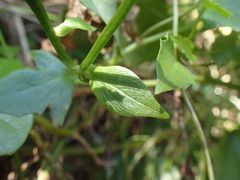 Senecio helminthioides