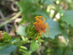Senecio helminthioides