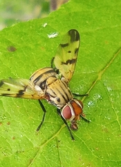 Otites formosa