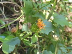 Senecio helminthioides