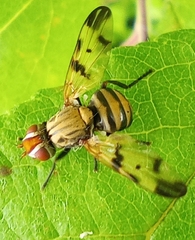 Otites formosa