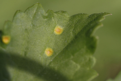 Puccinia heraclei