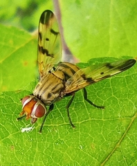 Otites formosa