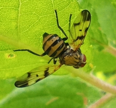 Otites formosa