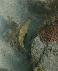 Cheilinus trilobatus