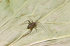 Phytocoris intricatus