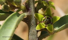 Raphionacme velutina