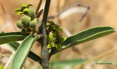 Raphionacme velutina