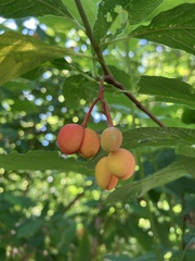 Oemleria cerasiformis