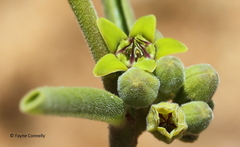 Raphionacme velutina