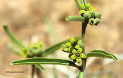 Raphionacme velutina