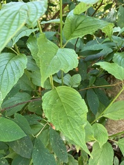 Oemleria cerasiformis