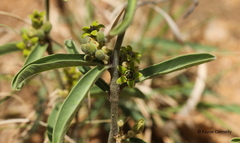 Raphionacme velutina