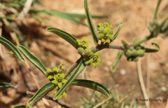 Raphionacme velutina