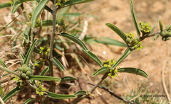 Raphionacme velutina