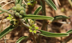Raphionacme velutina