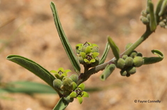 Raphionacme velutina