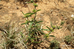 Raphionacme velutina