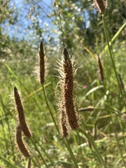 Plantago lanceolata