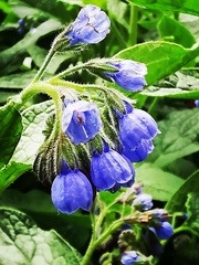 Symphytum caucasicum