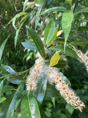 Salix lasiandra