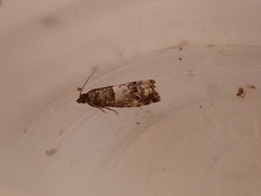 Notocelia trimaculana