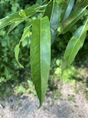 Salix lasiandra