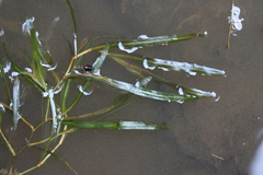 Potamogeton obtusifolius