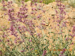 Centranthus longiflorus